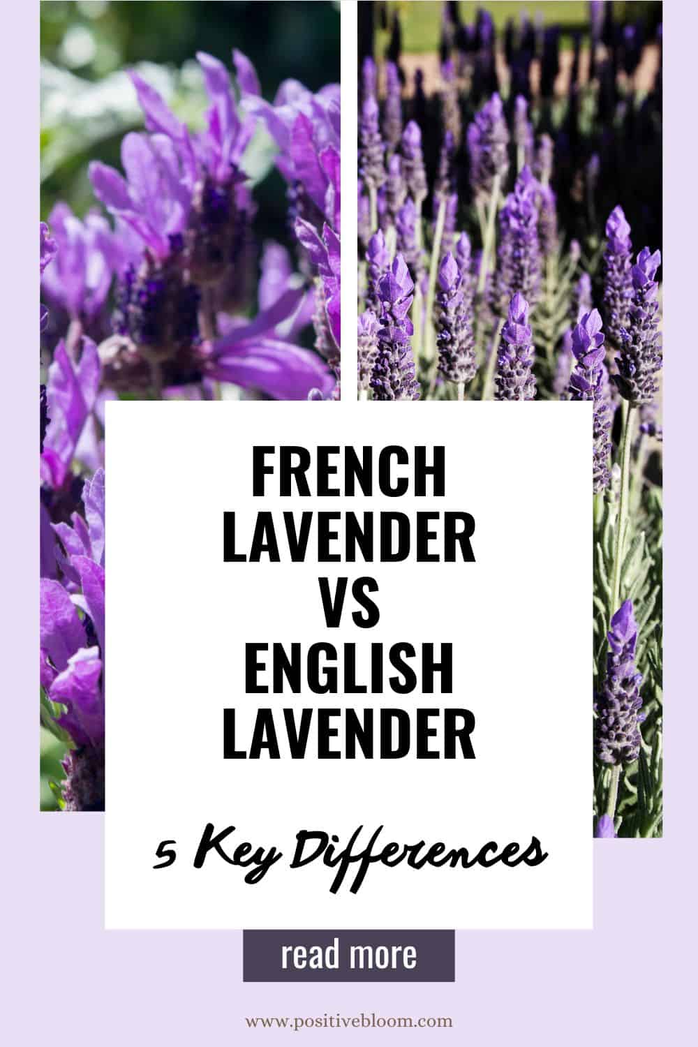 French Lavender vs English Lavender 5 Key Differences Pinterest