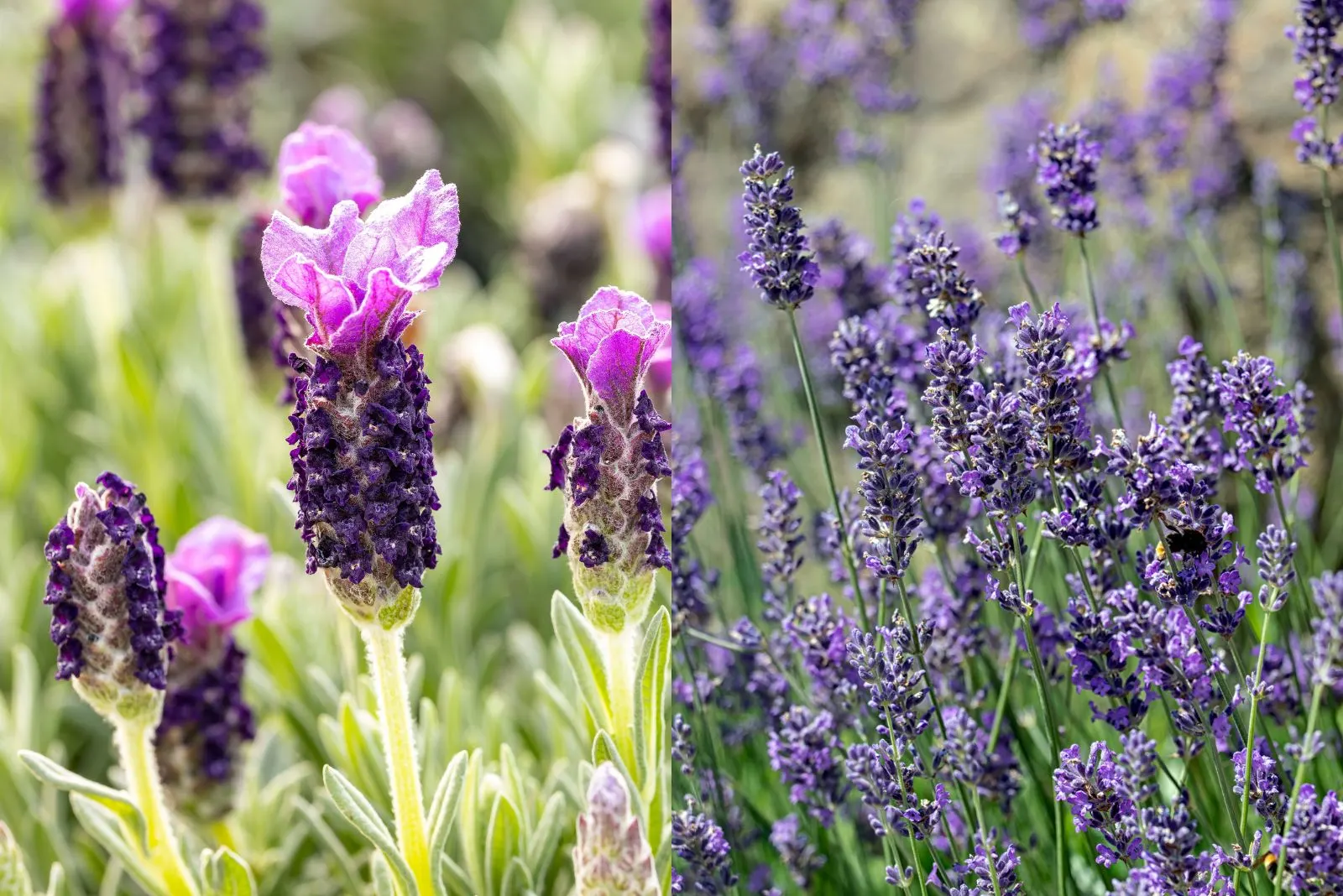French Lavender vs English Lavender