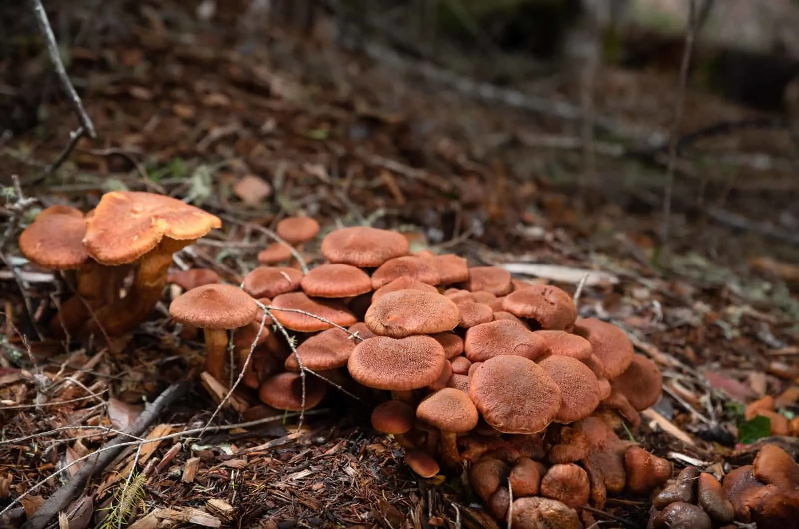 Fungus growing in woods