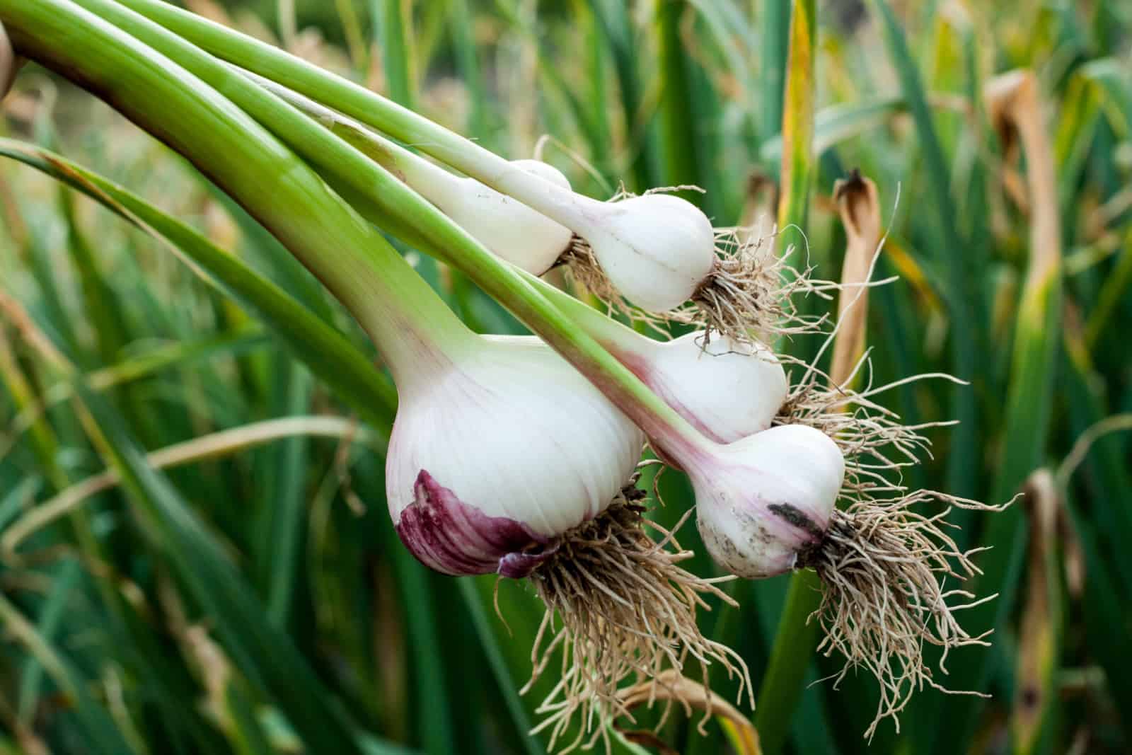 Garlic field in the landscape Harvested garlic