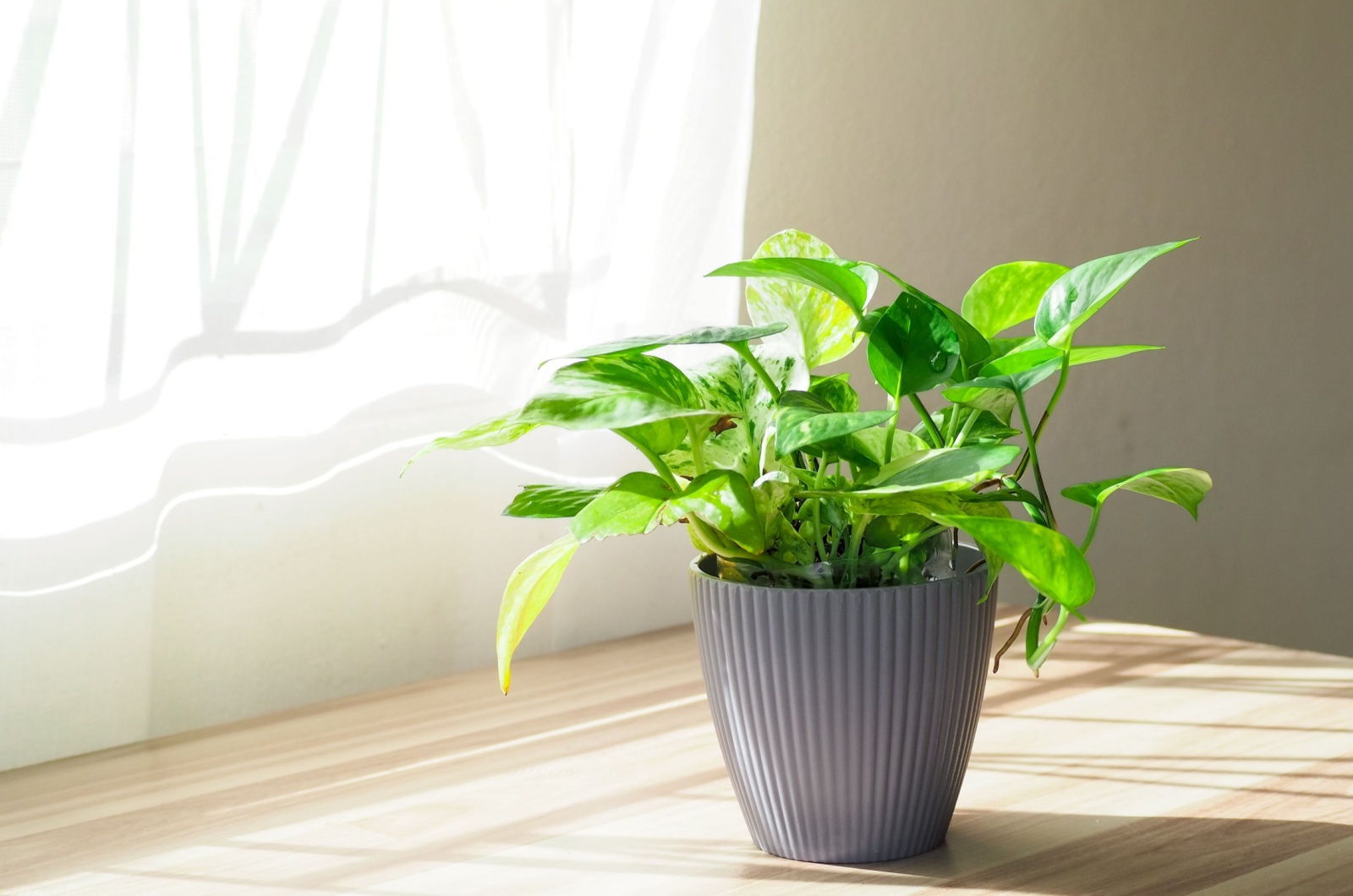 Golden pothos