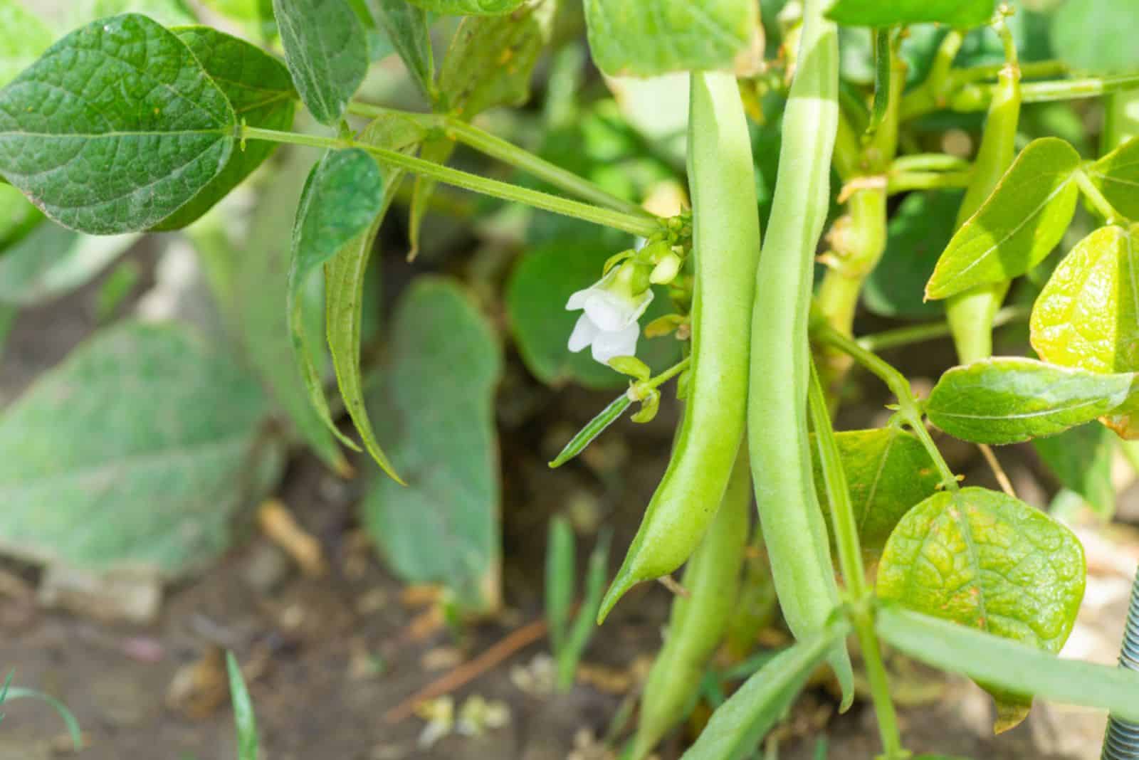 Green beans grow in the vegetable garden