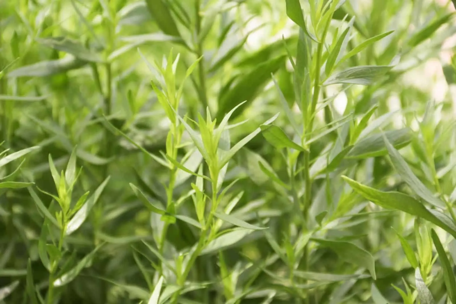 19+ Companion Plant Parsley