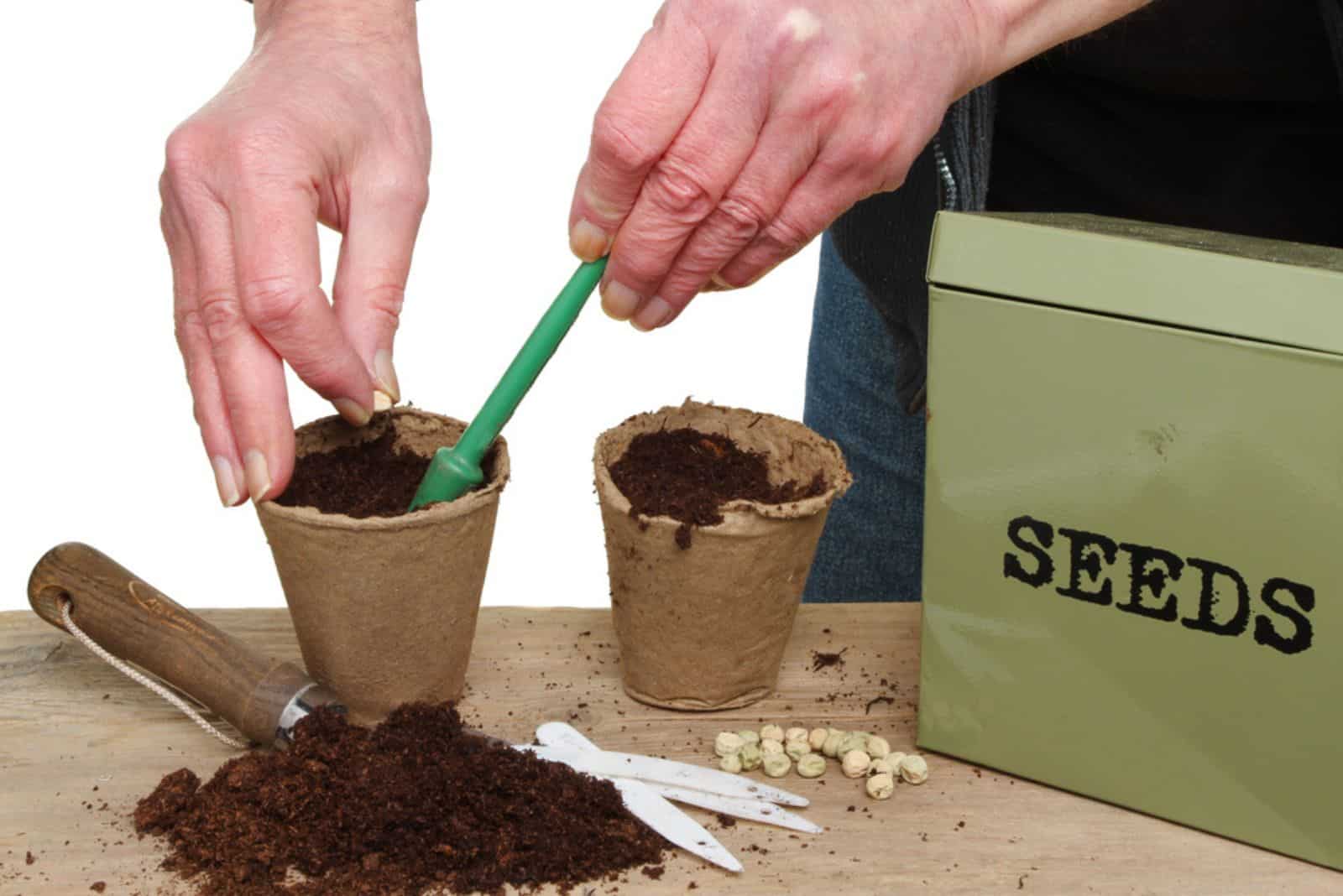 Hands planting pea seeds into pots on a potting bench