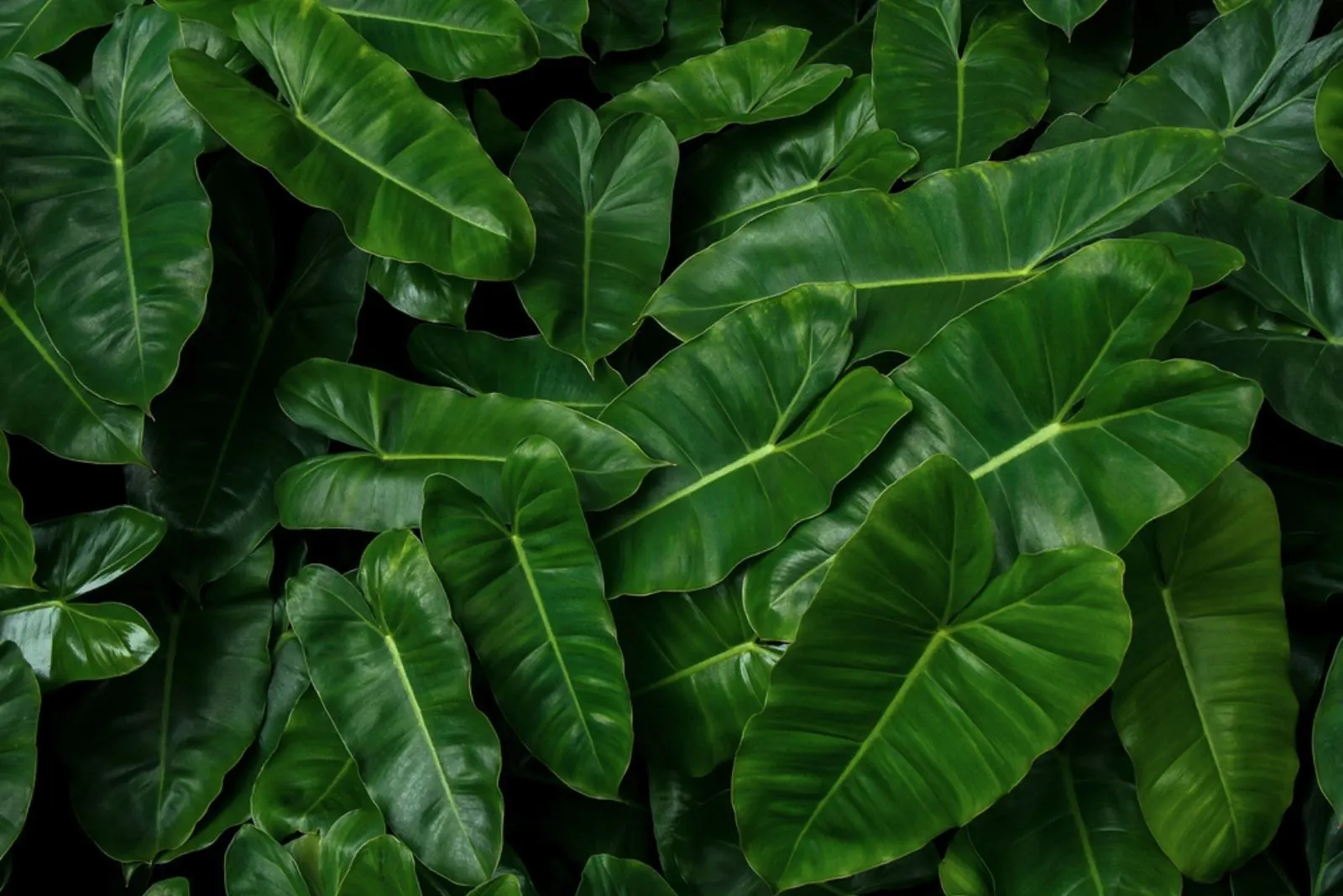Heart-shaped green leaves texture of Burle Marx philodendron