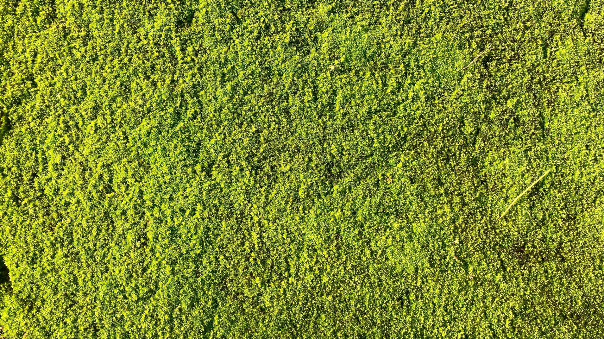 Here Are The Pros And Cons Of Using Peat Moss On Lawn + The Best Peat Moss Alternatives