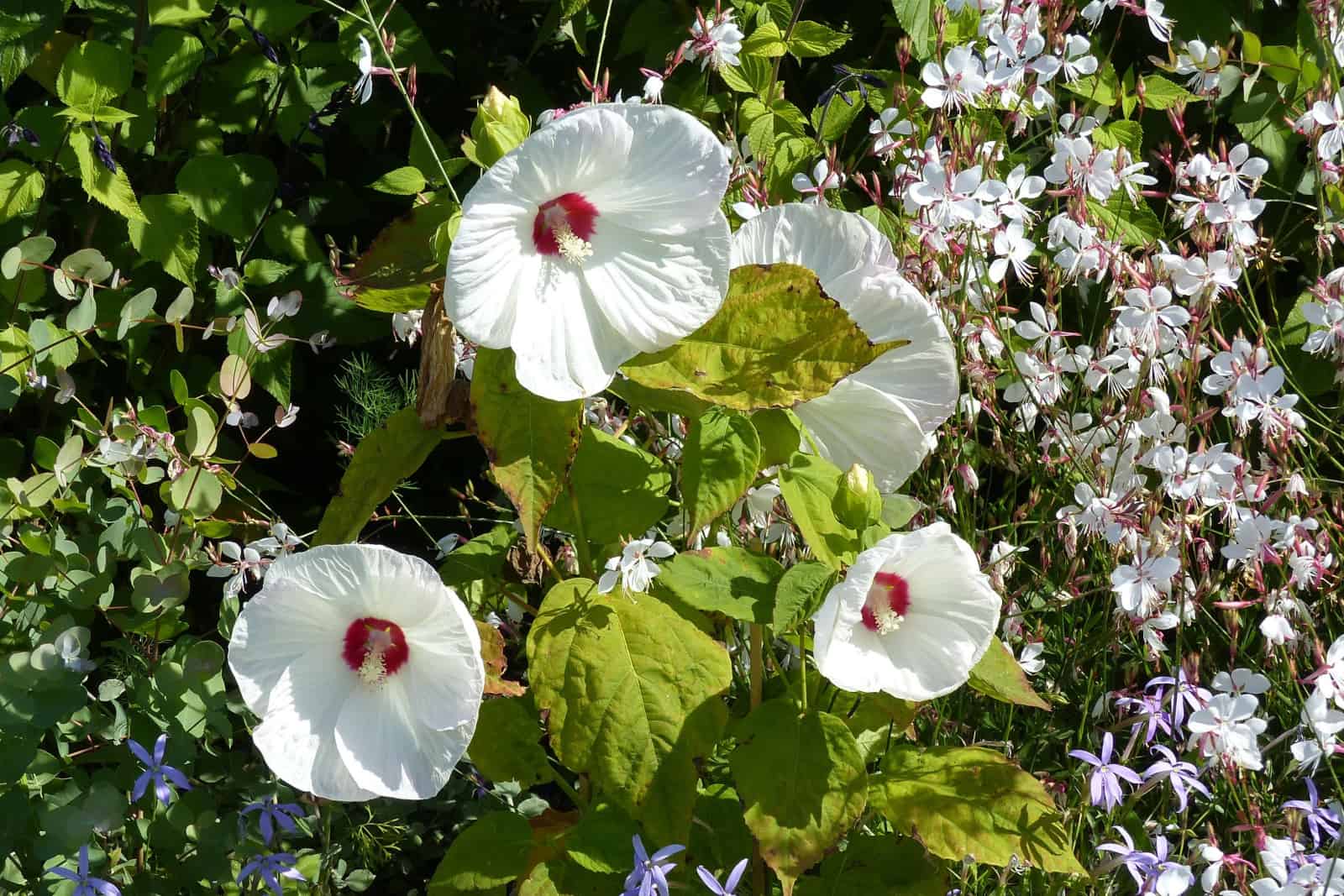 Hibiscus syriacus 'red heart' Malvaceae family