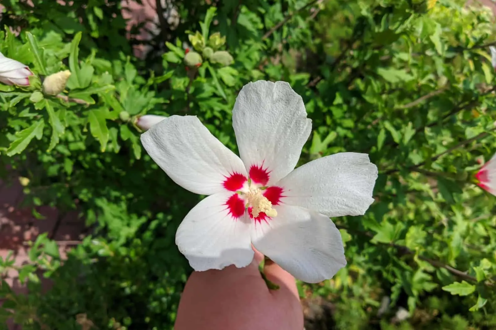 Hibiscus syriacus white with deep red center rose of Sharon 'Red Heart' flower