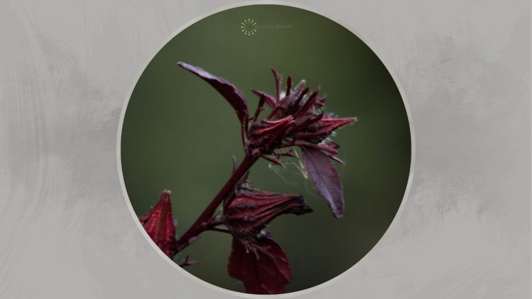 cranberry hibiscus plant care
