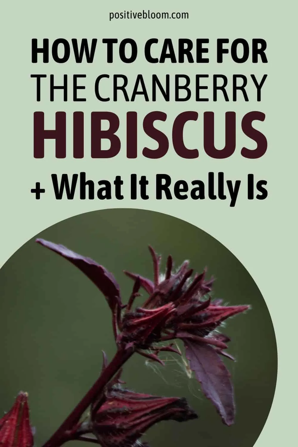 How To Care For The Cranberry Hibiscus + What It Really Is Pinterest