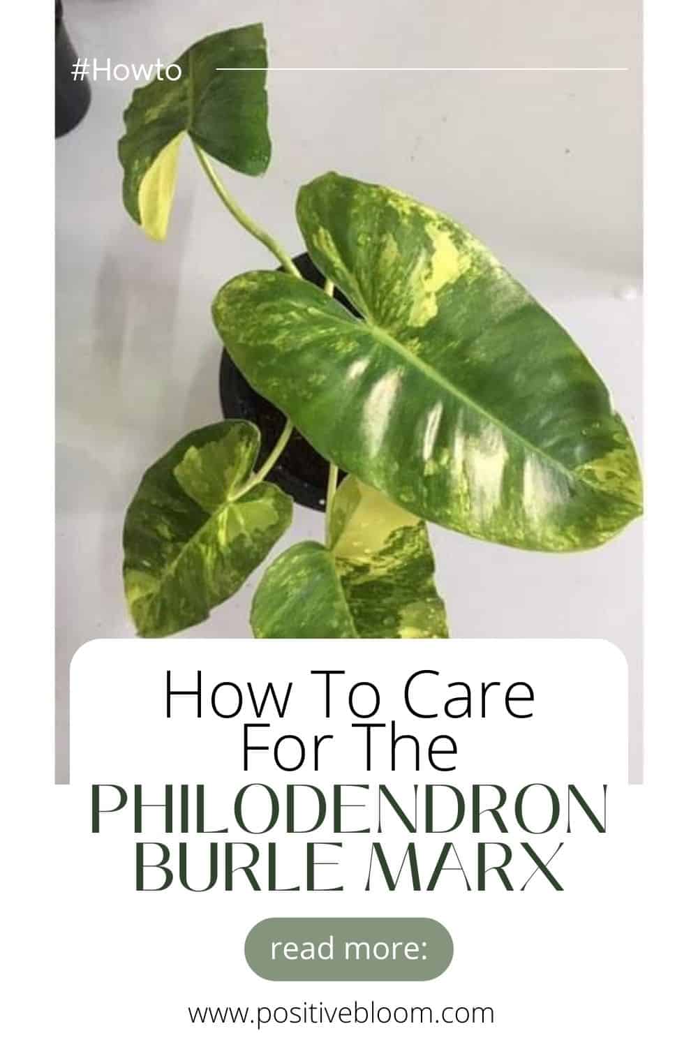 How To Care For The Philodendron Burle Marx Pinterest