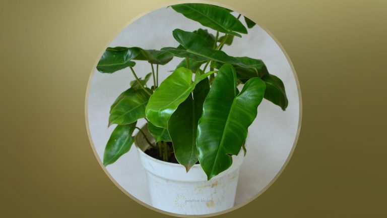 Philodendron Burle Marx