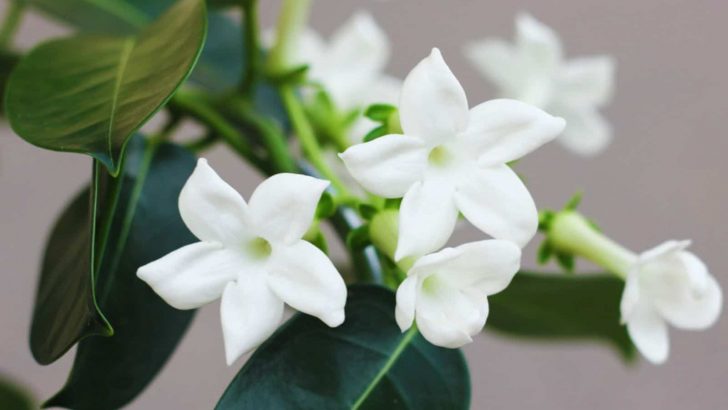 How To Grow And Care For Madagascar Jasmine