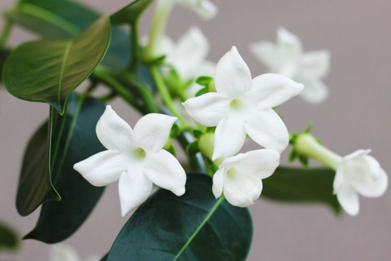 beautiful madagascar jasmine plant
