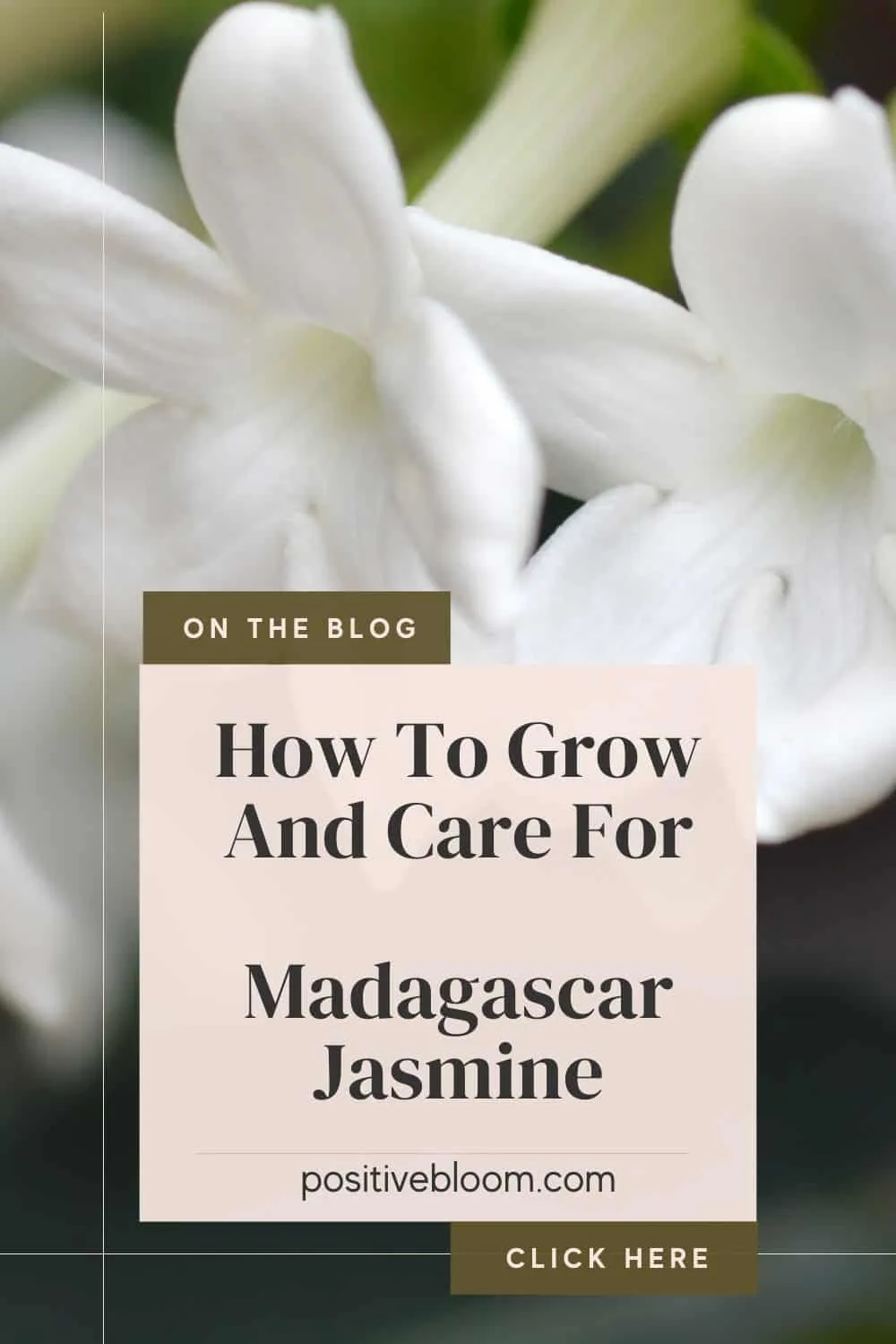 How To Grow And Care For Madagascar Jasmine Pinterest