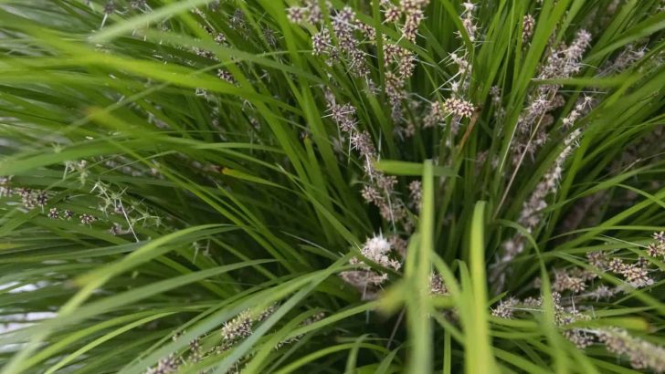 How To Grow And Care For The Lomandra Breeze
