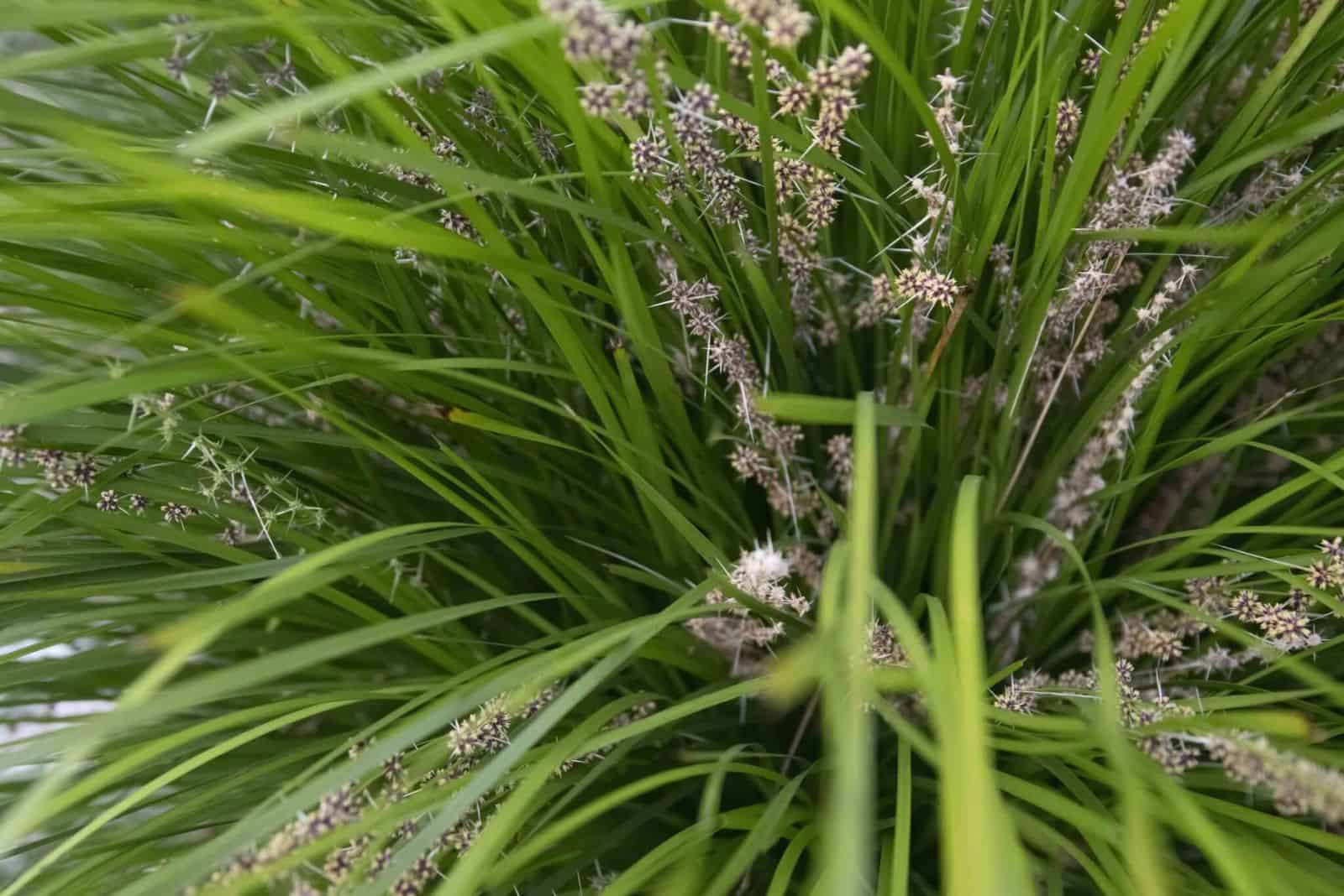 How To Grow And Care For The Lomandra Breeze
