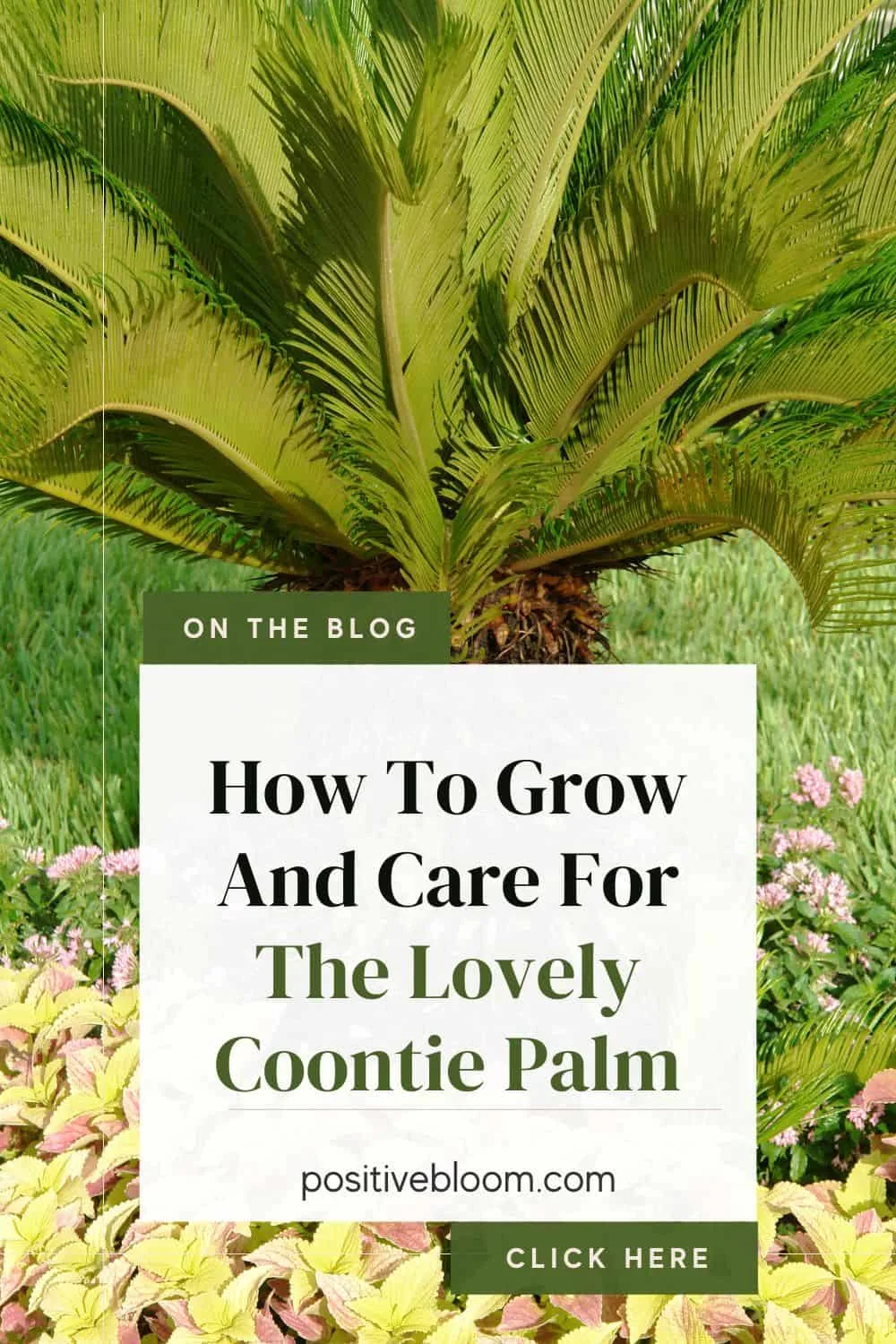 How To Grow And Care For The Lovely Coontie Palm Pinterest