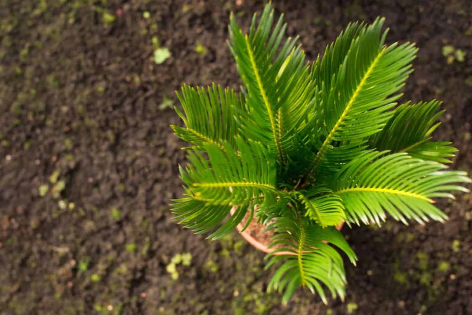 coontie palm in a pot