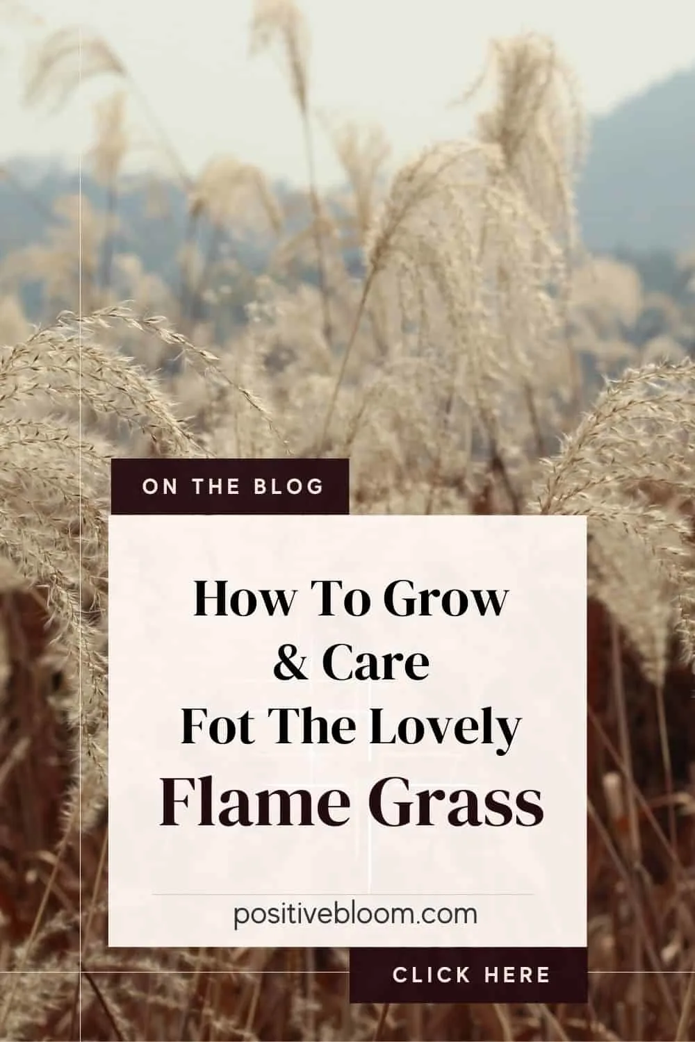 How To Grow And Care For The Lovely Flame Grass Pinterest