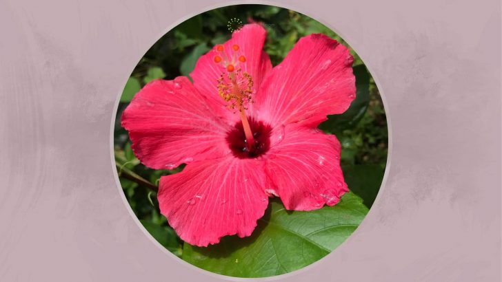 How To Grow And Care For The Painted Lady Hibiscus