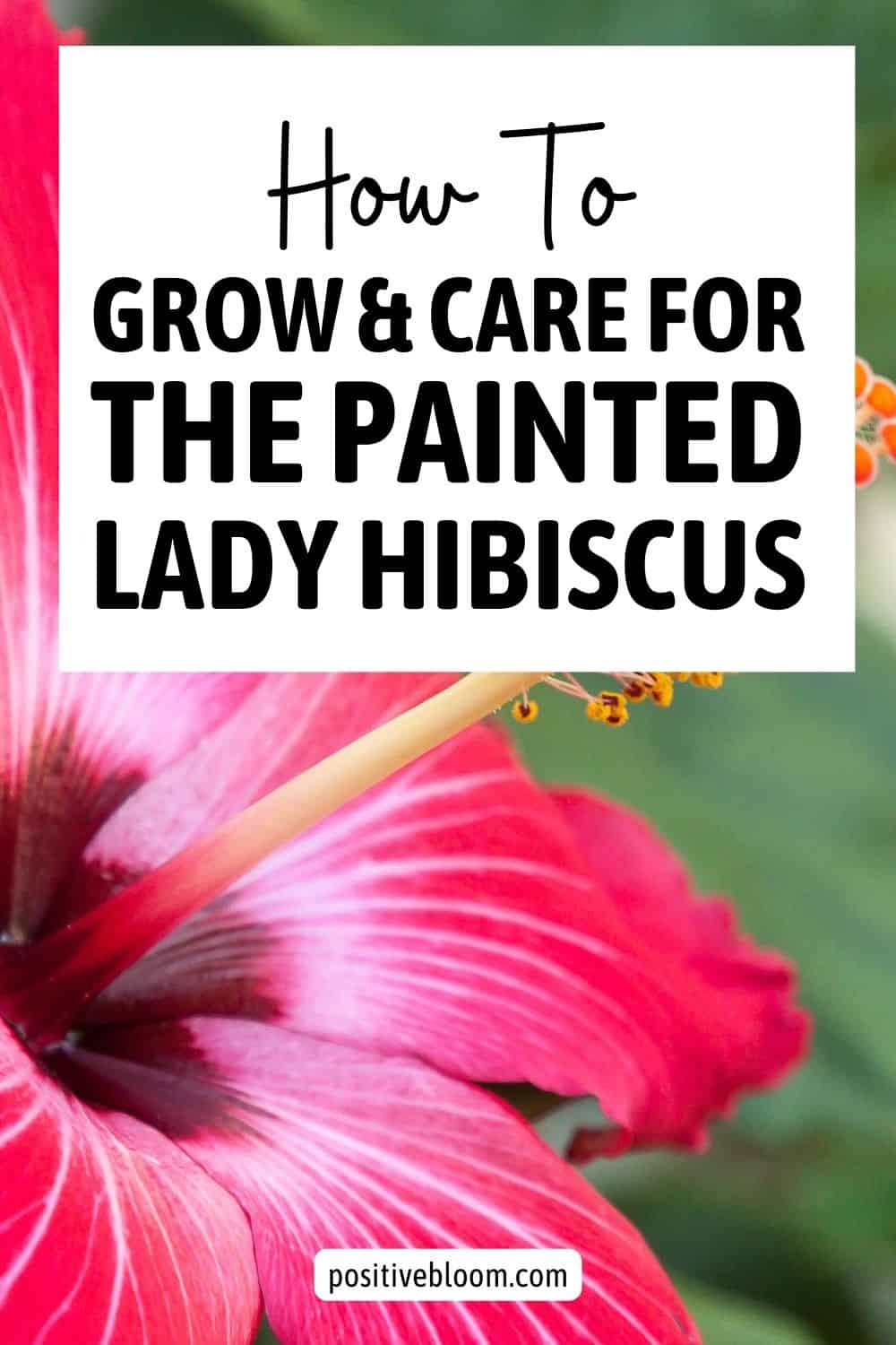 How To Grow And Care For The Painted Lady Hibiscus Pinterest