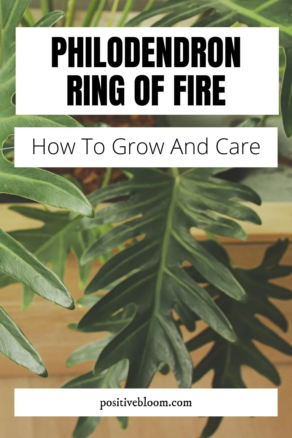 How To Grow And Care For The Philodendron Ring Of Fire Pinterest