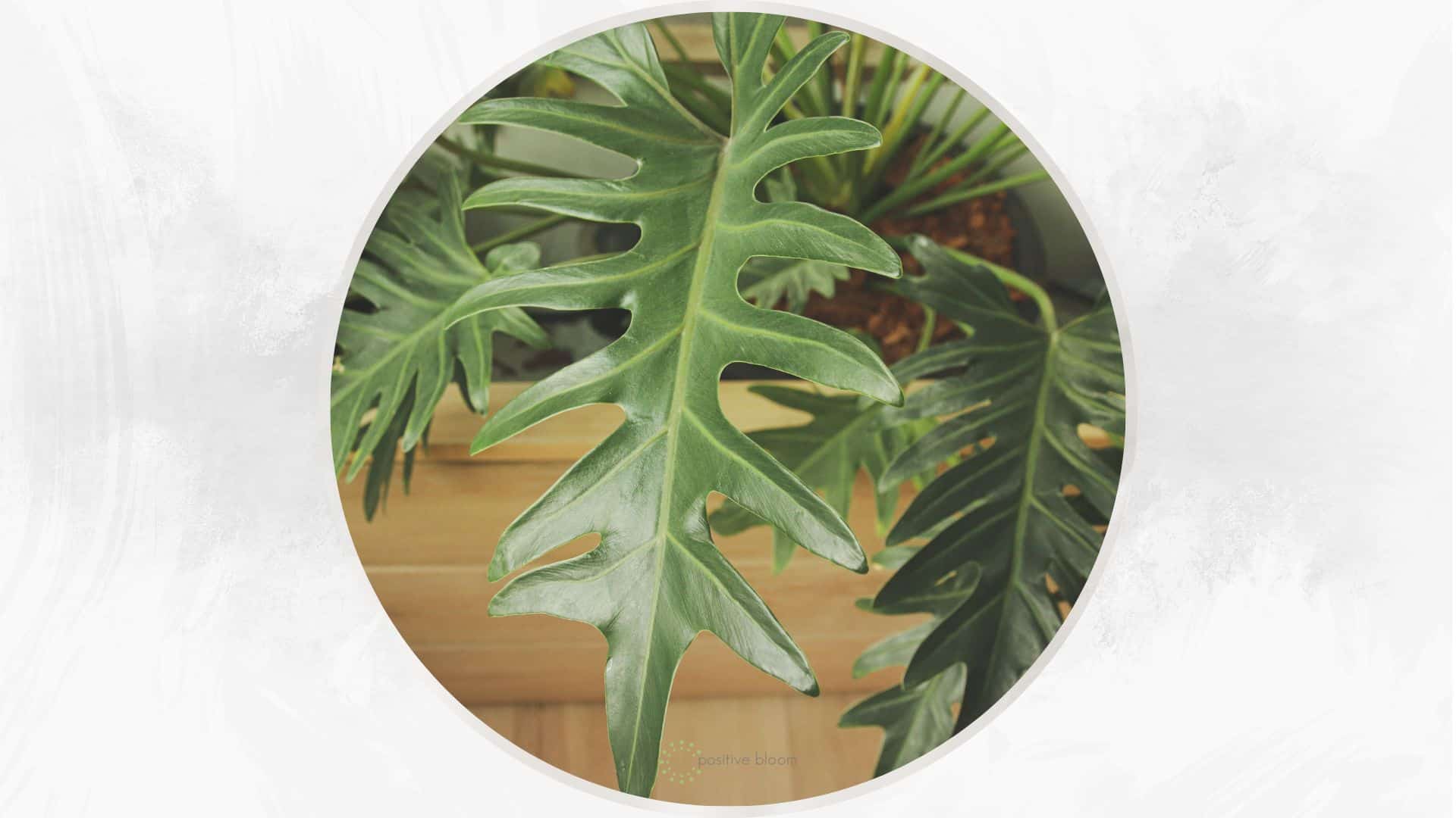How To Grow And Care For The Philodendron Ring Of Fire