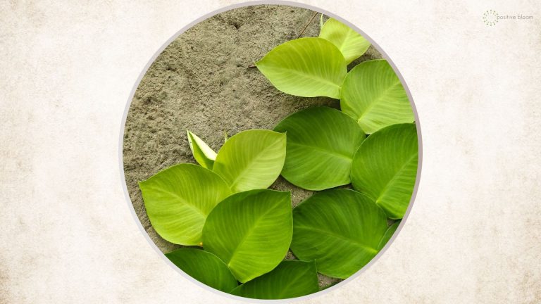 Rhaphidophora hayi plant