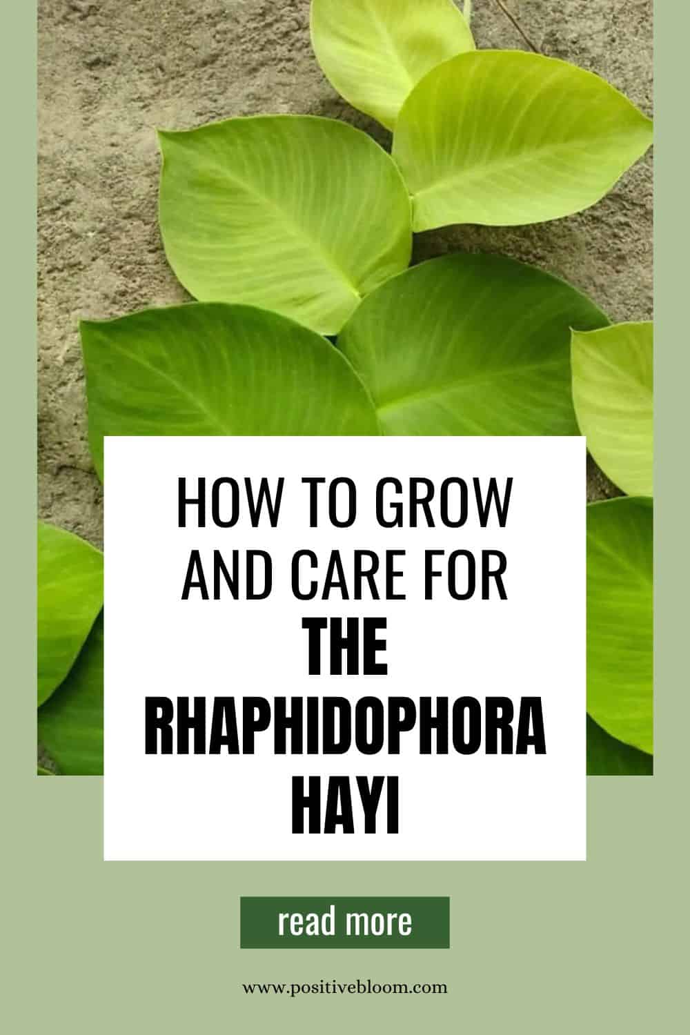 How To Grow And Care For The Rhaphidophora Hayi Pinterest