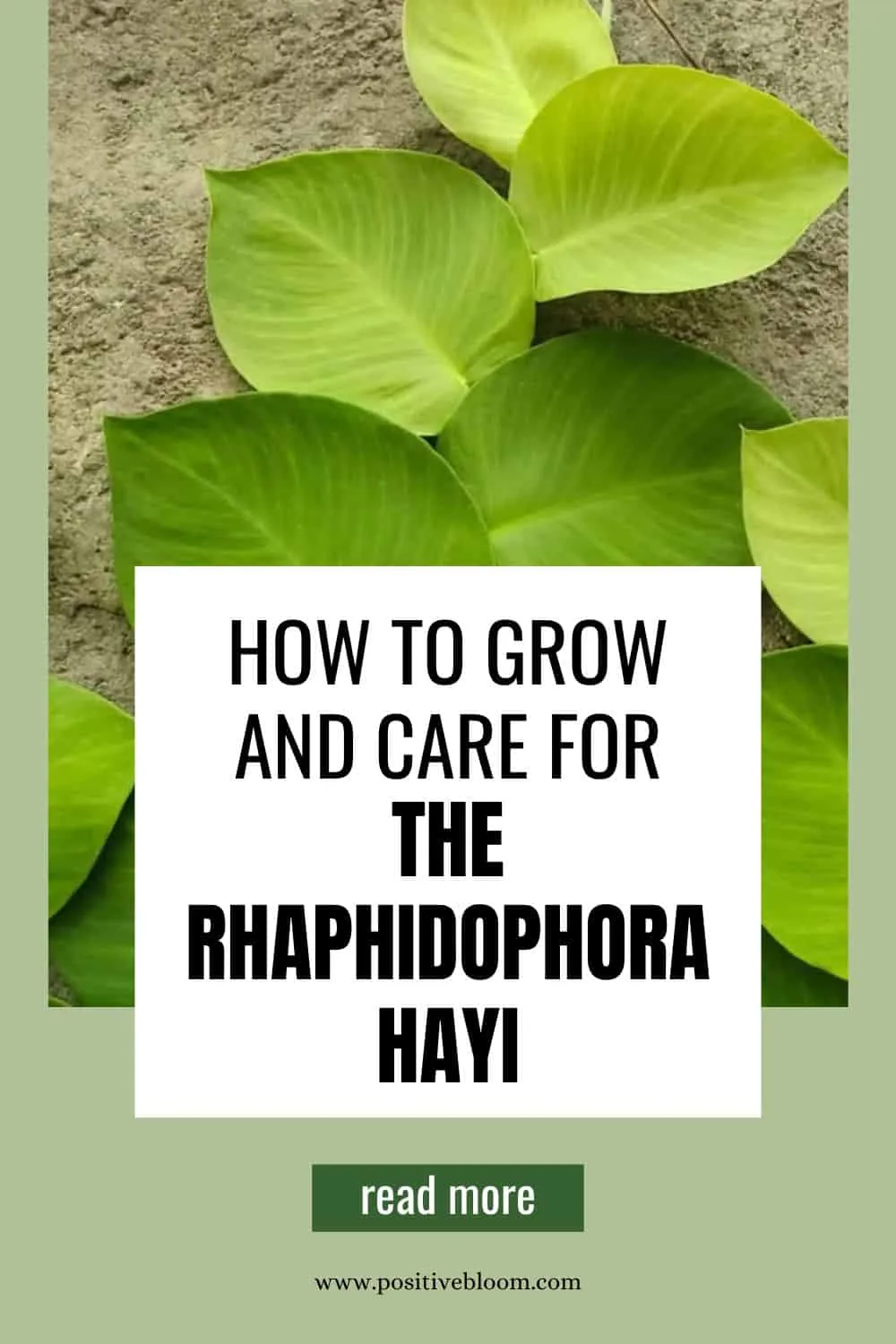 How To Grow And Care For The Rhaphidophora Hayi Pinterest