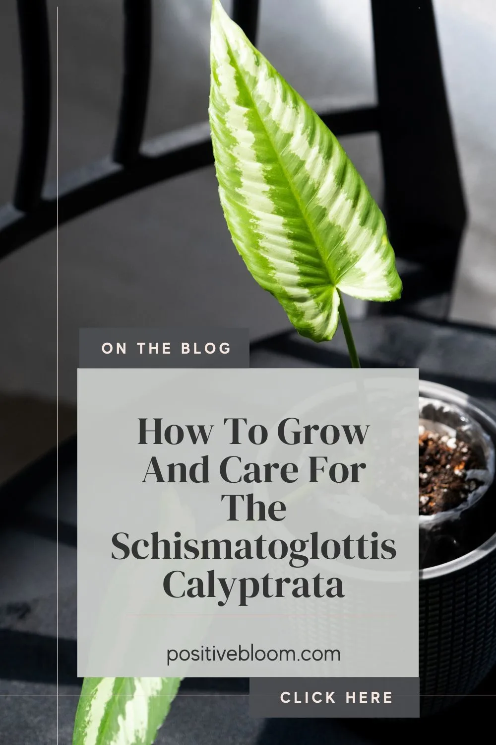 How To Grow And Care For The Schismatoglottis Calyptrata Pinterest