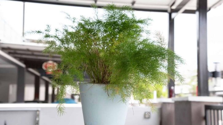 How To Grow And Take Care Of A Plumosa Fern