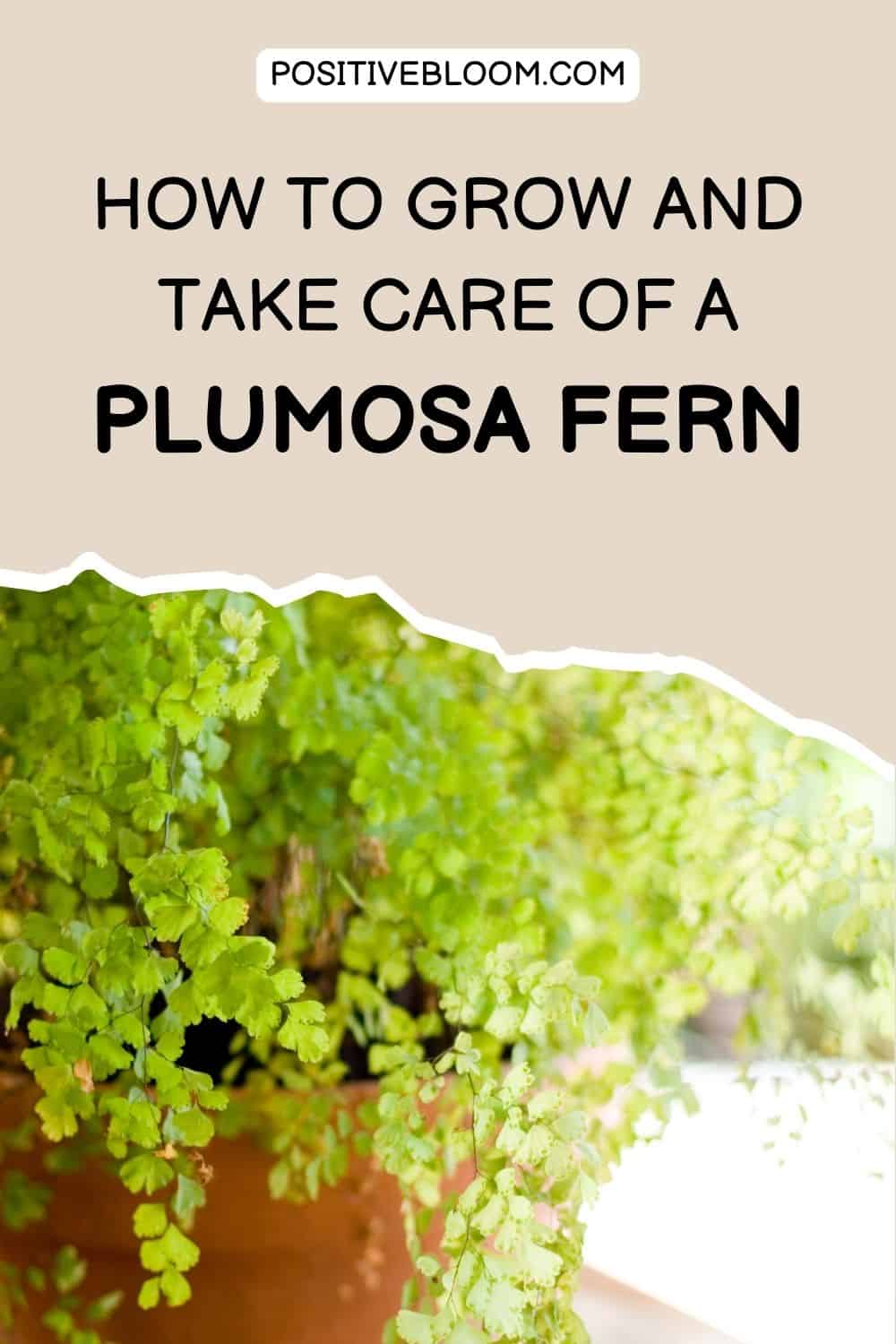 How To Grow And Take Care Of A Plumosa Fern Pinterest