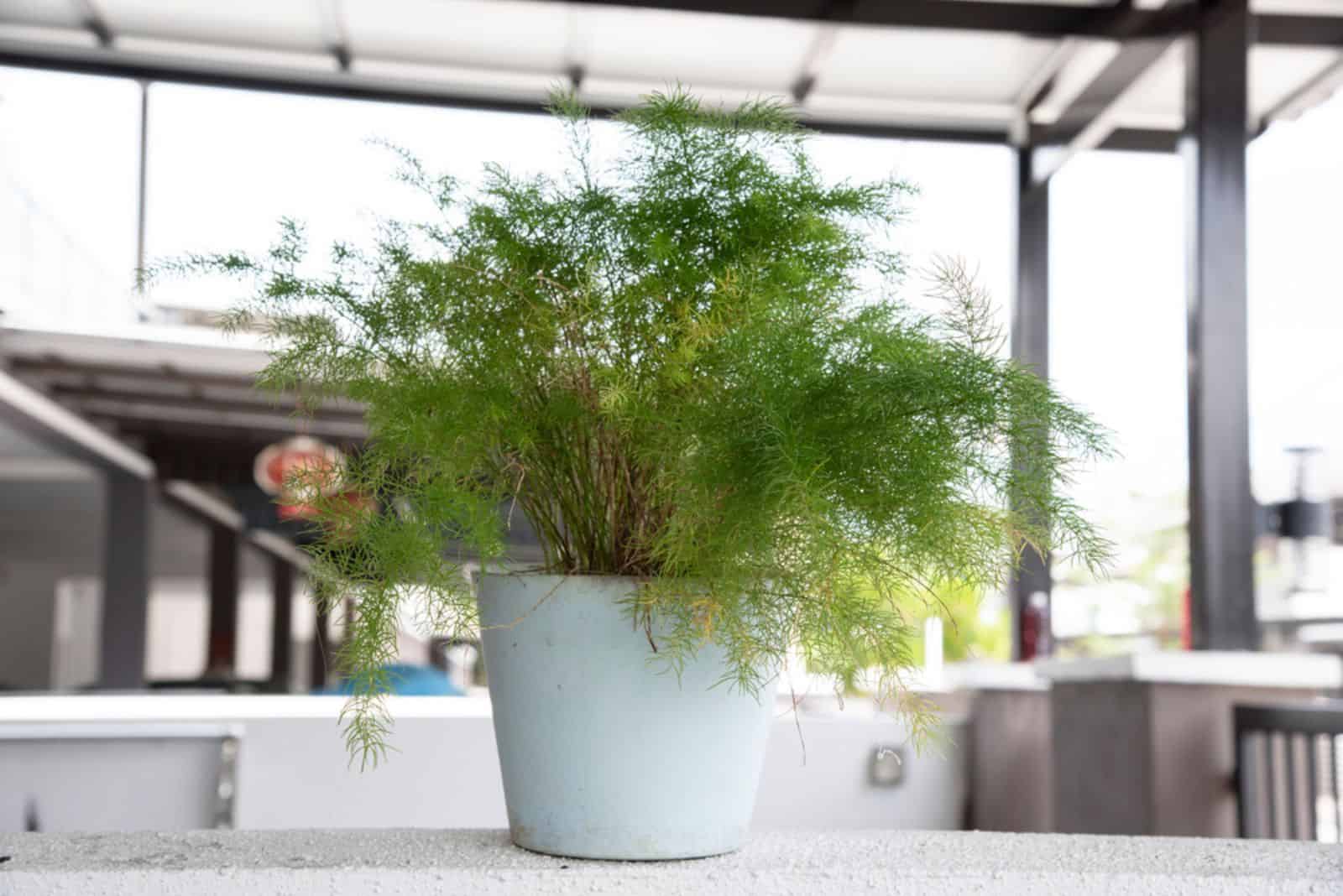 How To Grow And Take Care Of A Plumosa Fern