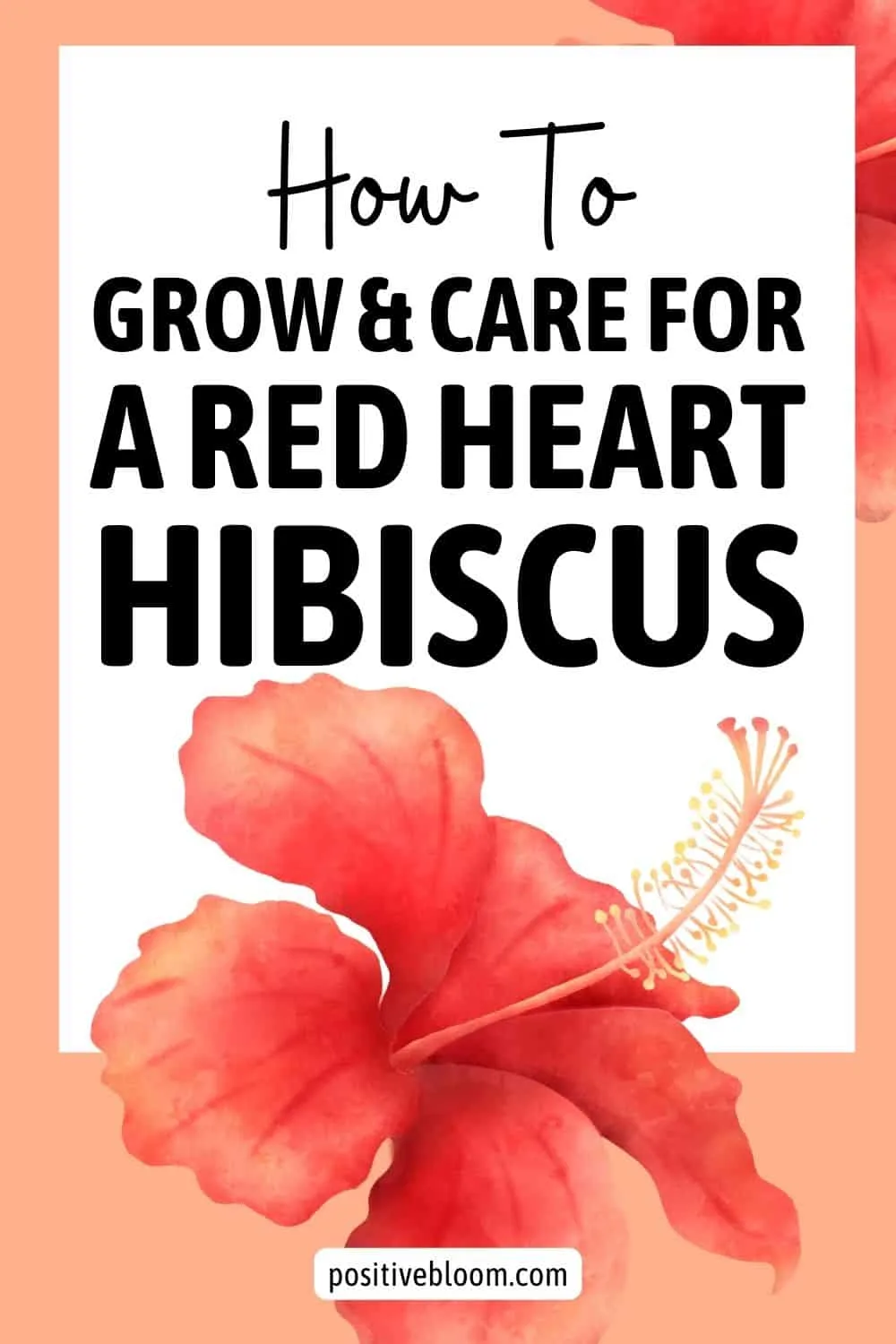 How To Grow And Take Care Of A Red Heart Hibiscus Pinterest