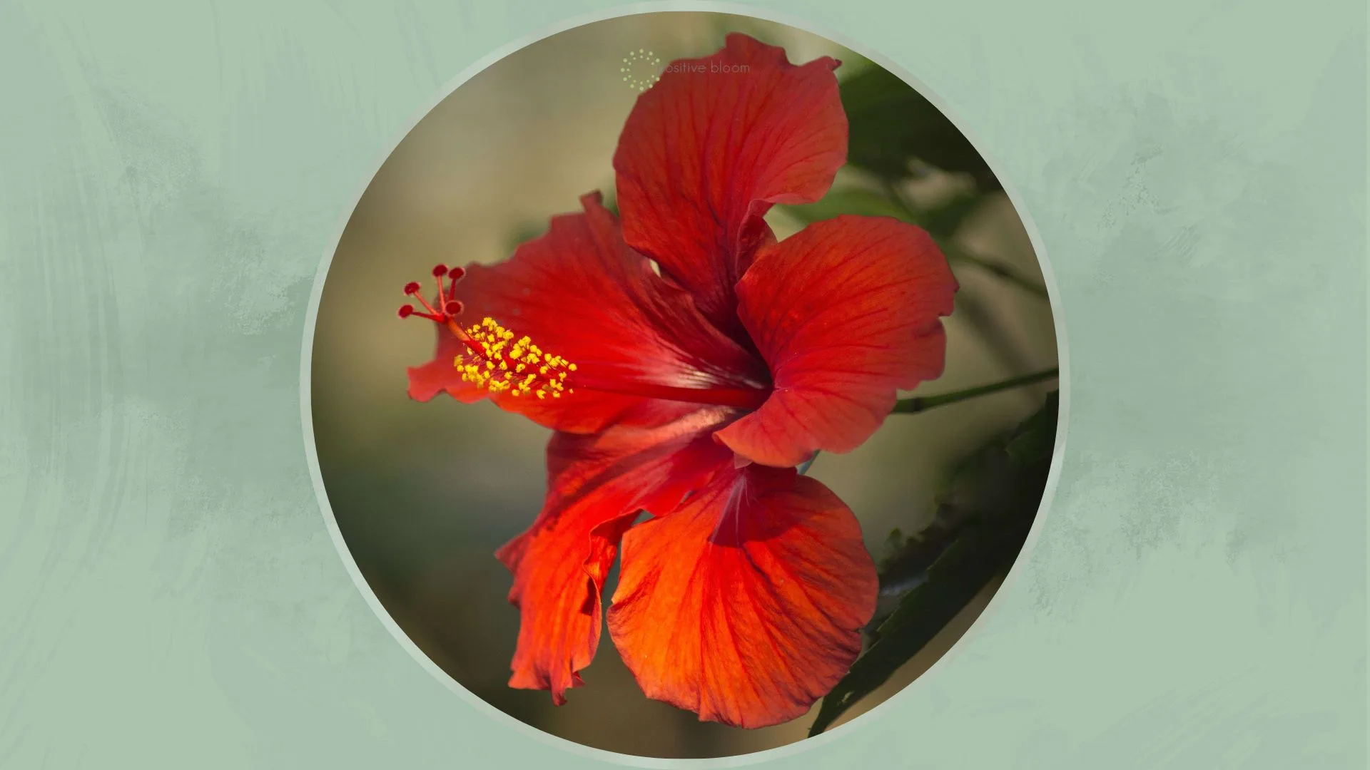 How To Grow And Take Care Of A Red Heart Hibiscus