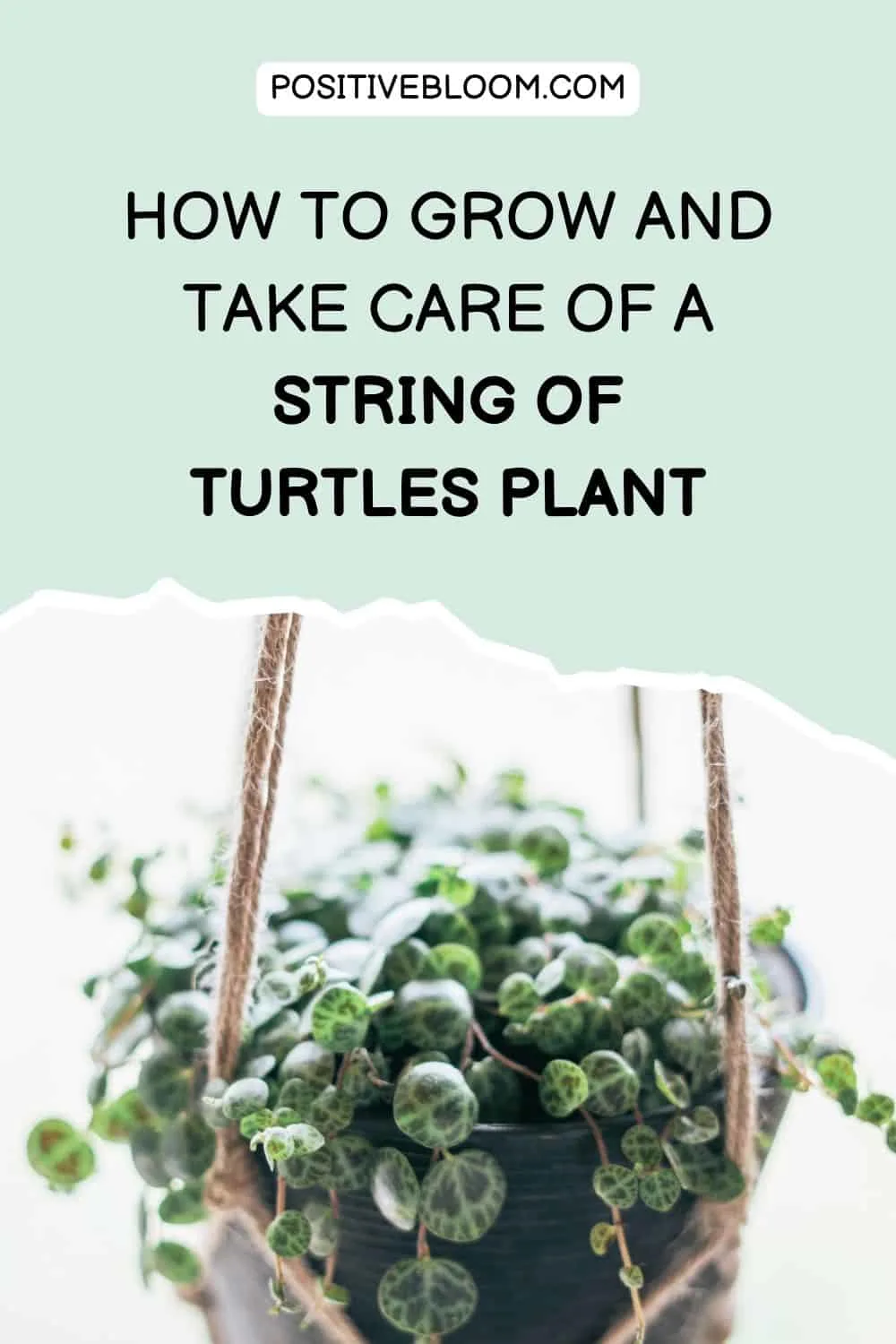How To Grow And Take Care Of A String Of Turtles Plant Pinterest