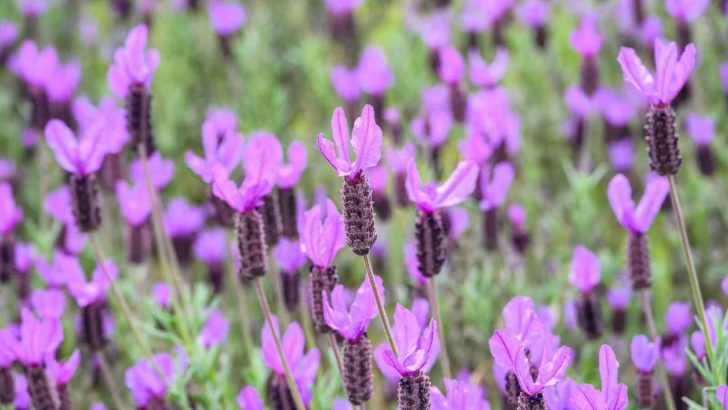 How To Grow And Take Care Of French Lavender