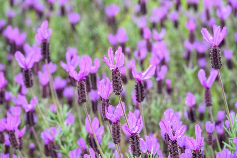 French Lavender