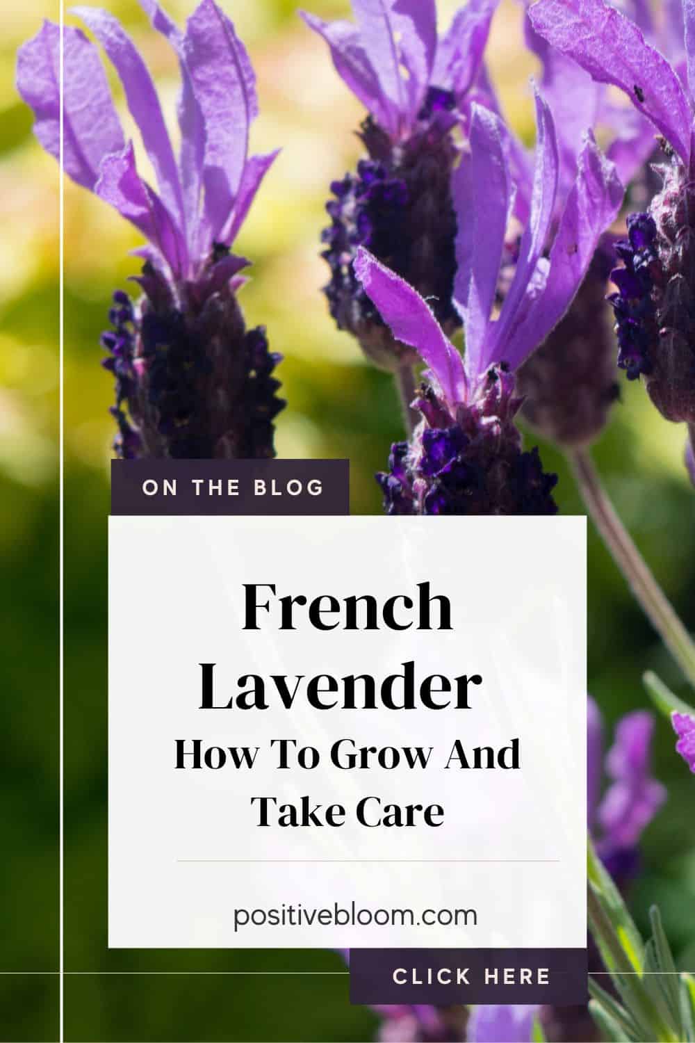 How To Grow And Take Care Of French Lavender Pinterest