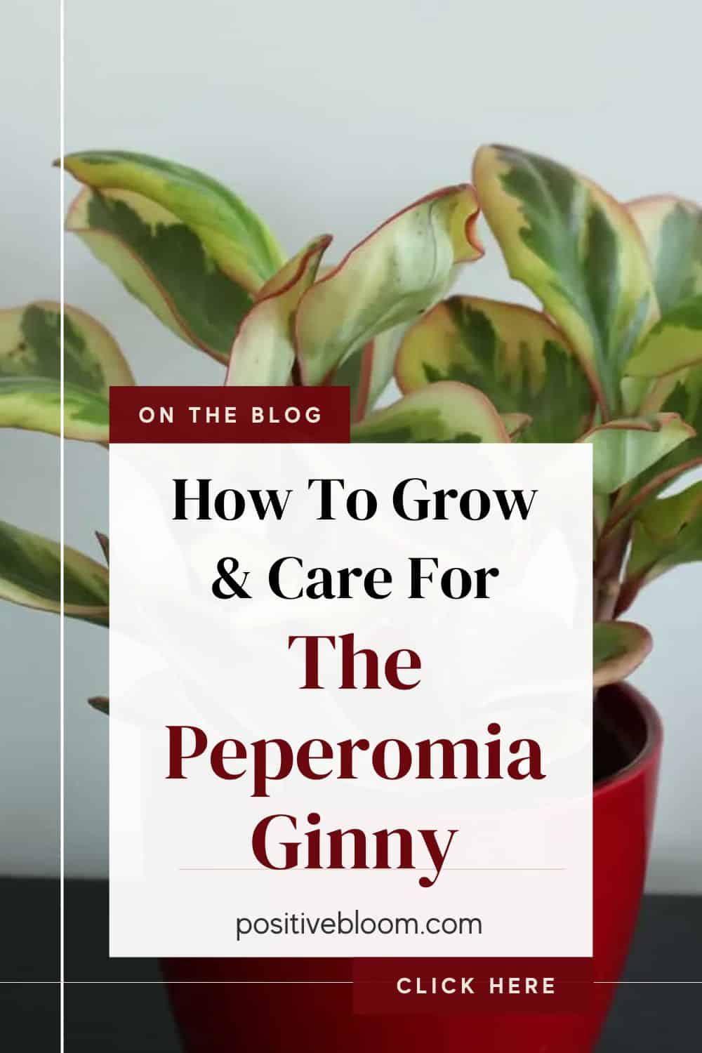 How To Grow & Care For The Peperomia Ginny Pinterest