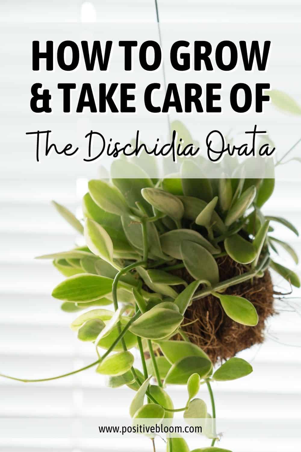 How To Grow & Take Care Of The Dischidia Ovata Pinterest