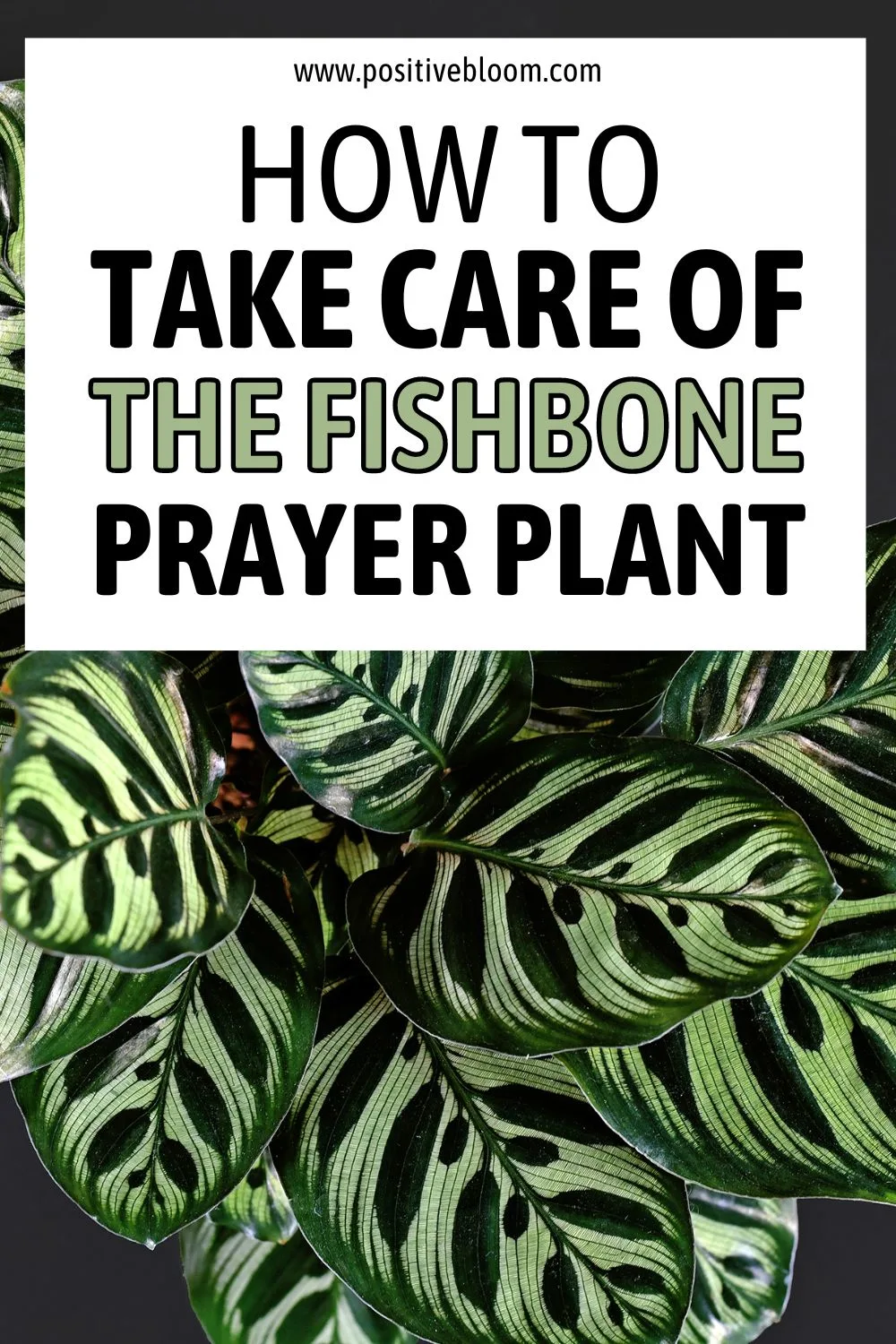 How To Take Care Of The Fishbone Prayer Plant Pinterest