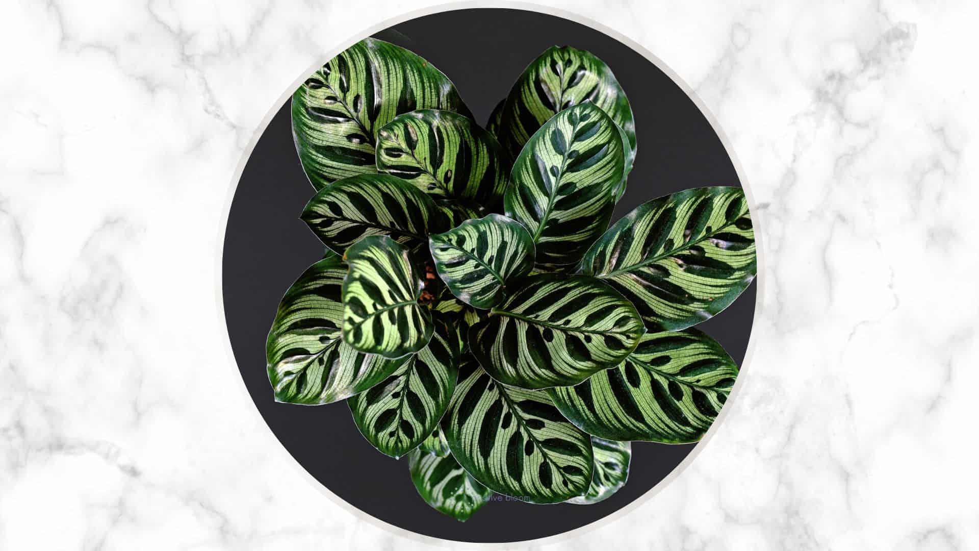 How To Take Care Of The Fishbone Prayer Plant