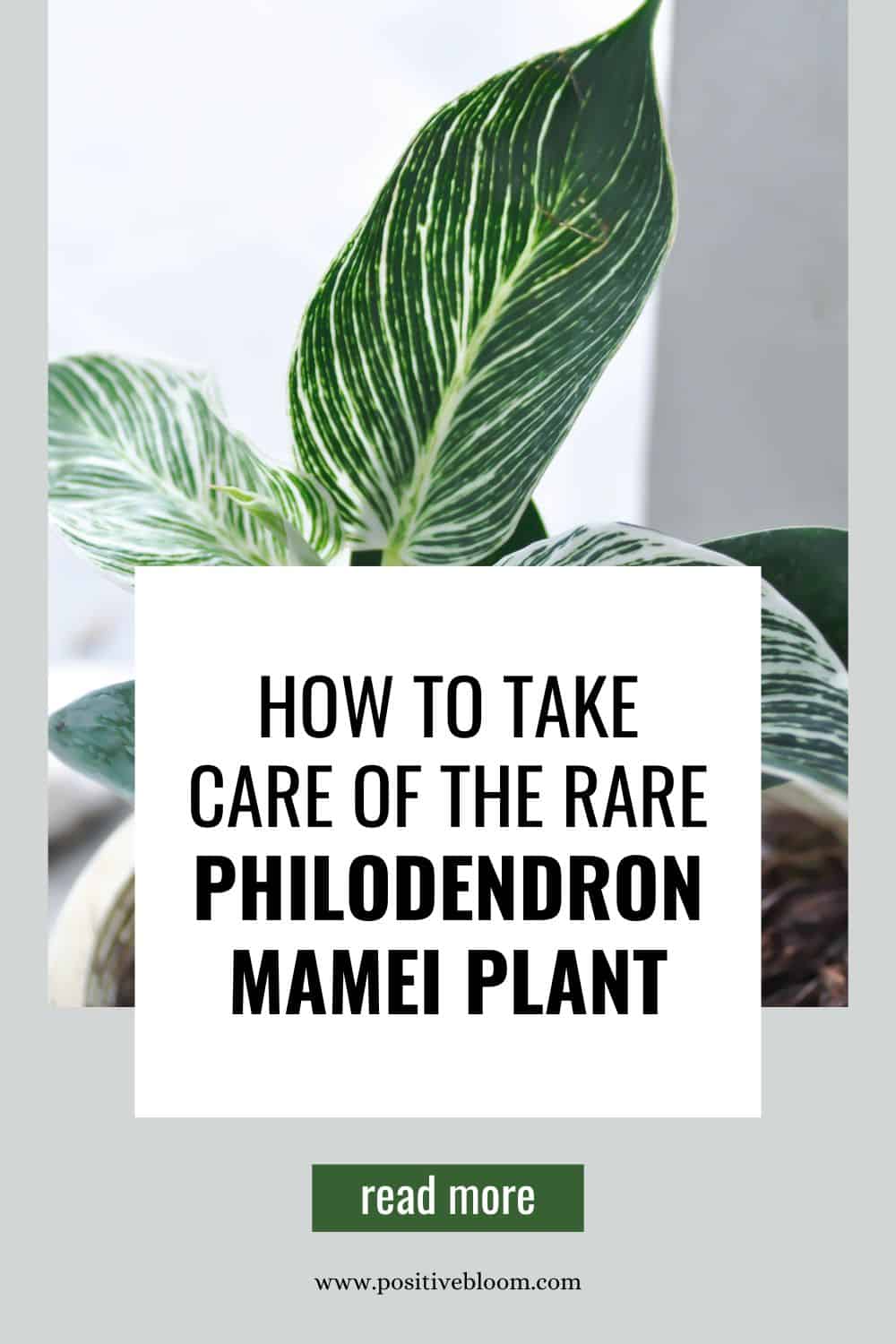 How To Take Care Of The Rare Philodendron Mamei Plant Pinterest