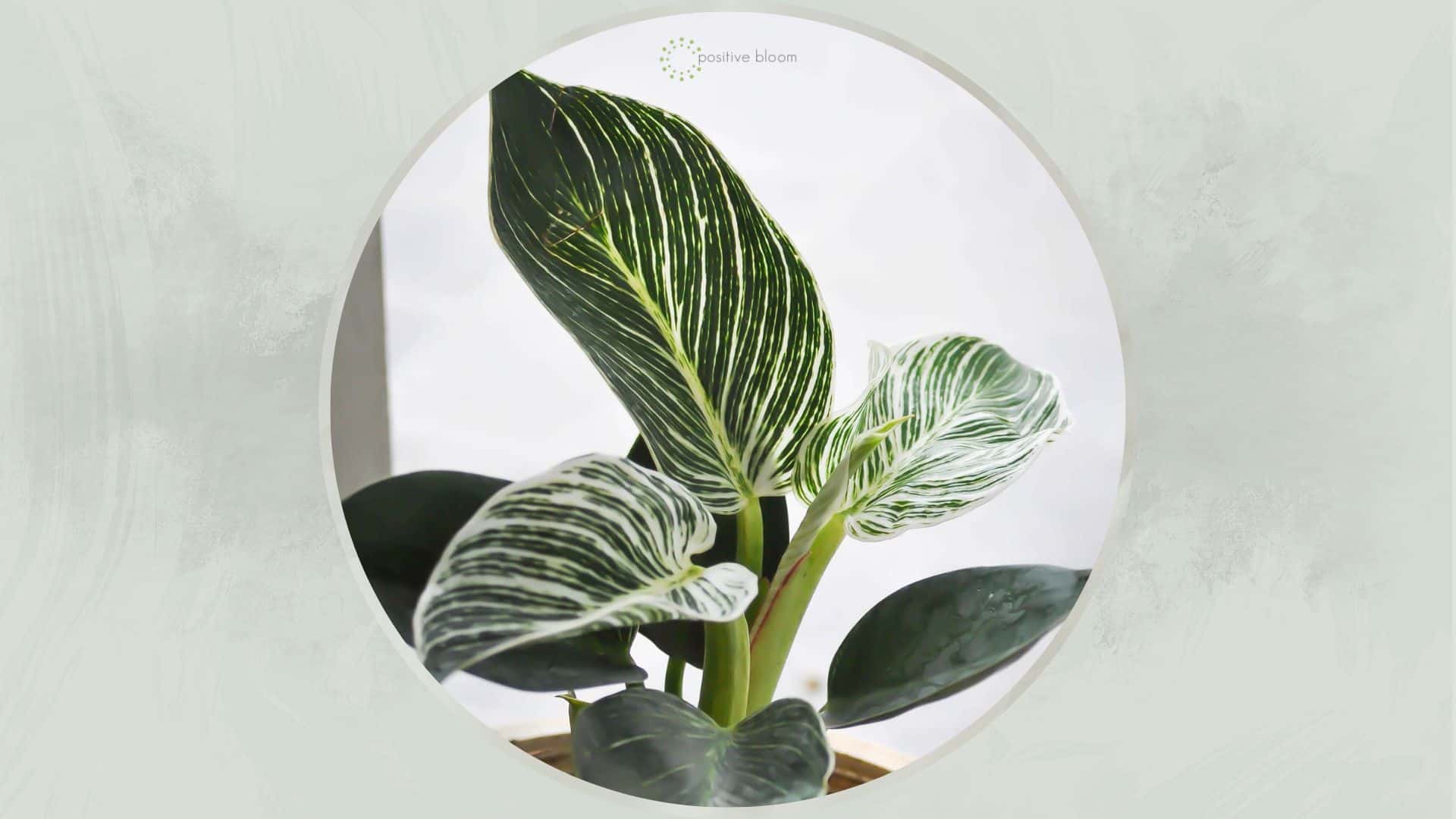 How To Take Care Of The Rare Philodendron Mamei Plant