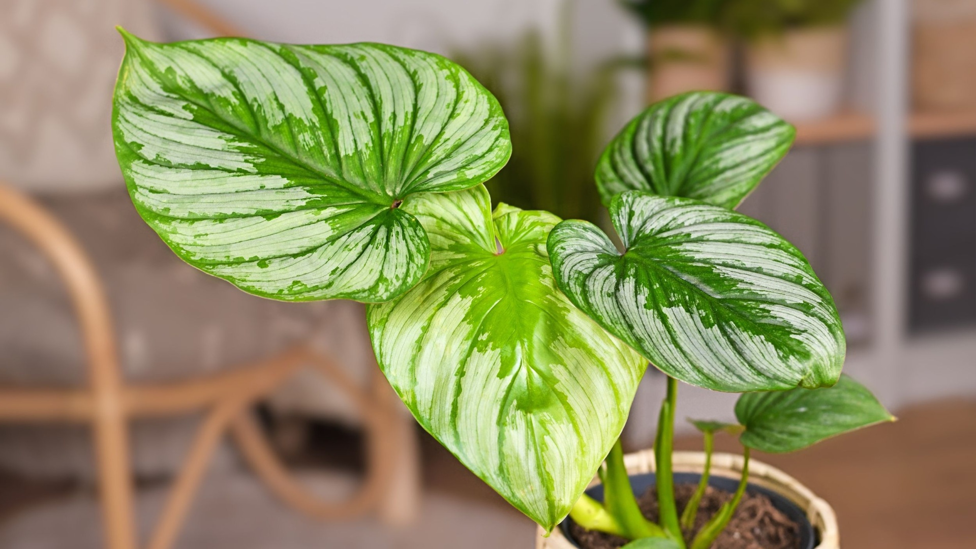 How To Take Care Of The Rare Philodendron Mamei Plant How To Take Care Of The Rare Philodendron Mamei Plant