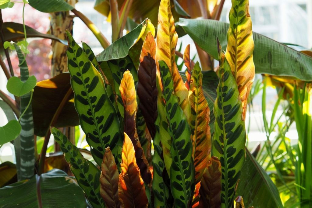 A Complete Guide To Rattlesnake Plant Care + Common Issues