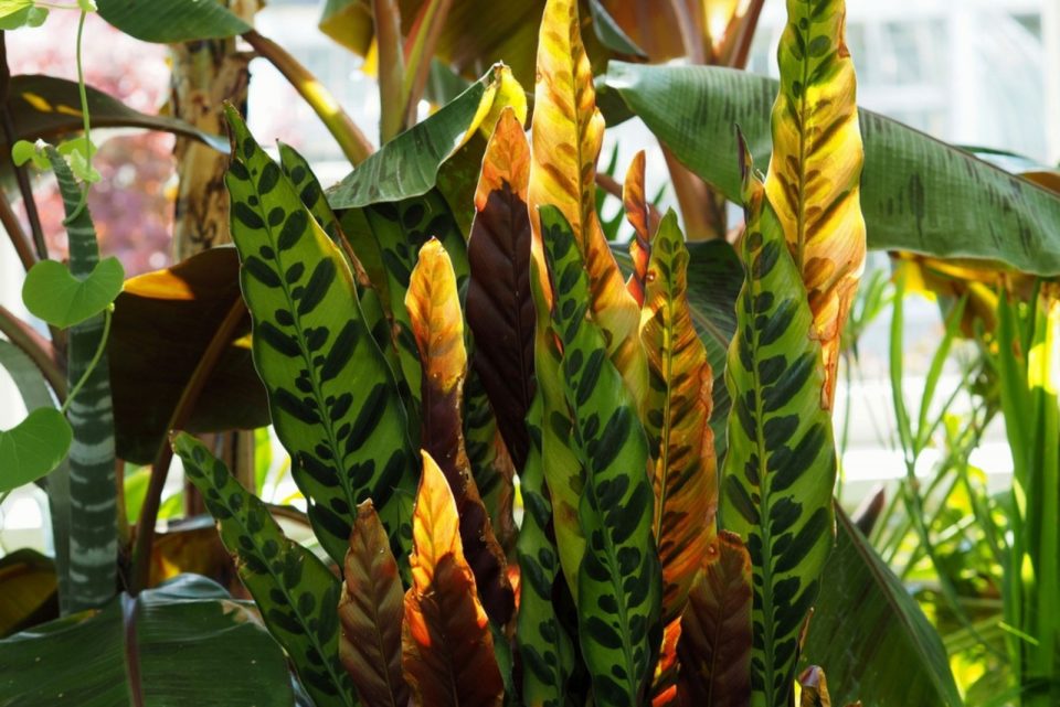 A Complete Guide To Rattlesnake Plant Care + Common Issues